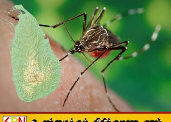 நாட்டில் மீண்டும் டெங்கு நோயின் தாக்கம் அதிகரித்துள்ளதாக தகவல்