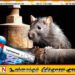 வெள்ளம் ஏற்பட்ட பகுதிகளில் எலிக்காய்ச்சல் பரவும் அபாயம்