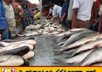 பண்டிகைக் காலத்தை முன்னிட்டு மீன்களின் விலை சடுதியாக அதிகரிப்பு