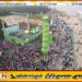 கல்முனை கடற்கரை பள்ளிவாசலின் 203 வது கொடியேற்ற விழா
