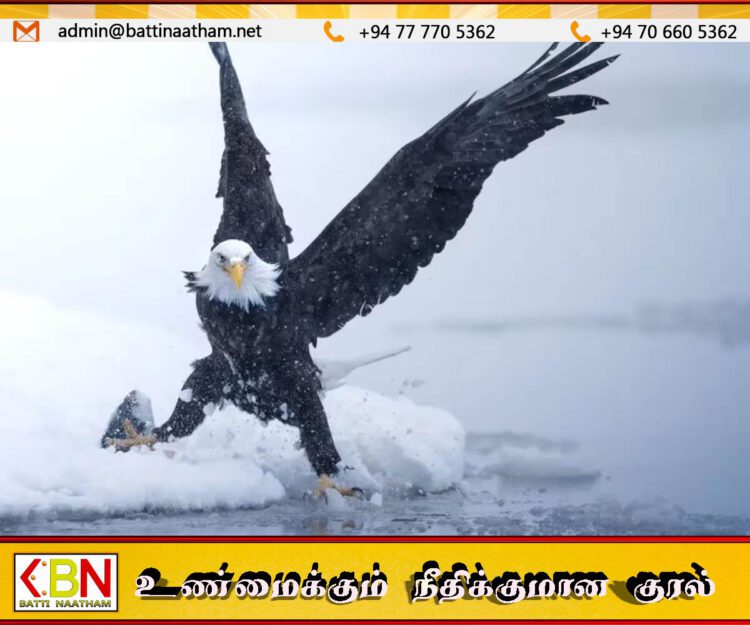 அமெரிக்காவின் தேசியப் பறவை வெண்தலைக் கழுகு ; ஜோ பைடன் அதிகாரபூர்வ அறிவிப்பு