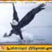 அமெரிக்காவின் தேசியப் பறவை வெண்தலைக் கழுகு ; ஜோ பைடன் அதிகாரபூர்வ அறிவிப்பு