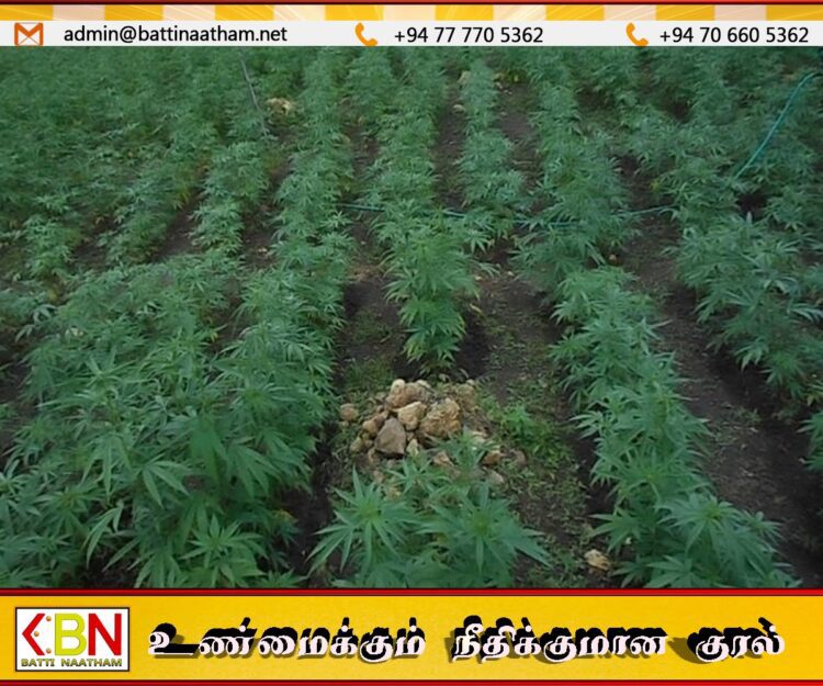 ஒரு ஏக்கர் நிலப்பரப்பில் கஞ்சா செடி வளர்த்தவர் கைது