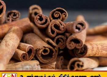 கறுவா பயிர் செய்கையை மேம்படுத்த அடுத்த வருடத்திலிருந்து நடைமுறைக்கு வரவுள்ள புதிய திட்டம்