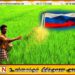 ரஷ்ய அரசாங்கத்தினால் கிண்ணியா பிரதேச விவசாயிகளுக்கு பசளை மானிம்