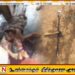 கிரான் பகுதியில் கூரிய ஆயுதத்தால் தாக்கப்பட்டு ஒருவர் கொலை