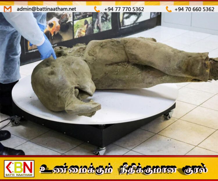 50,000 ஆண்டுகள் பழமையான மாமூத் யானை ரஷ்யாவில் கண்டுபிடிப்பு