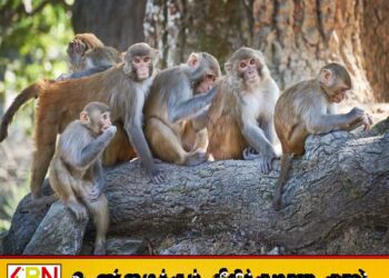 குரங்குகளுக்கு கருத்தடை செய்யும் வேலைத்திட்டம் ஆரம்பம்