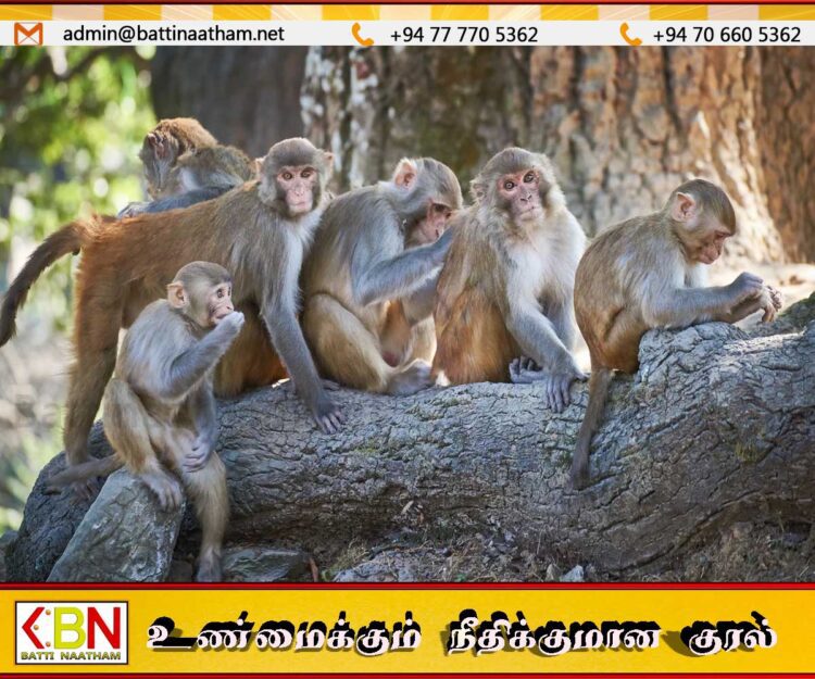 குரங்குகளுக்கு கருத்தடை செய்யும் வேலைத்திட்டம் ஆரம்பம்