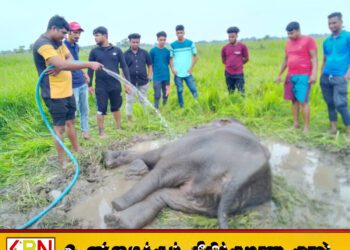 வாகநேரி வயல்வெளியில் நோய்வாய்பட்டு கிடந்த யானைக் குட்டி உயிரிழப்பு
