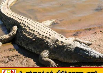 பானை கழுவச் சென்ற பெண்ணை இழுத்துச் சென்ற முதலை