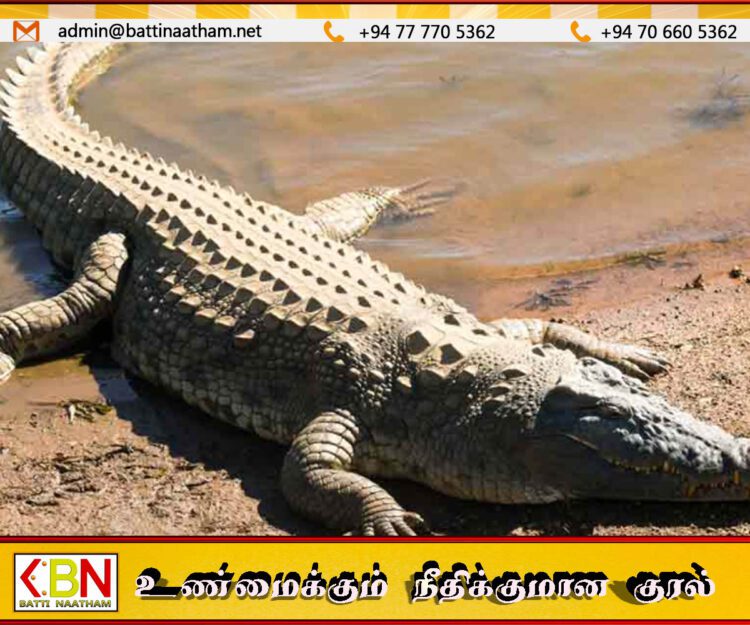 பானை கழுவச் சென்ற பெண்ணை இழுத்துச் சென்ற முதலை