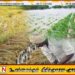 காலநிலையால் பாதிக்கப்பட்ட விவசாயிகளுக்கு இழப்பீடு