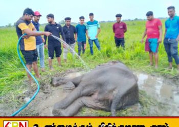 வாகநேரி வயல்வெளிக்குள் நோய்வாய்ப்பட்ட நிலையில் விழுந்து கிடக்கும் யானைக் குட்டி