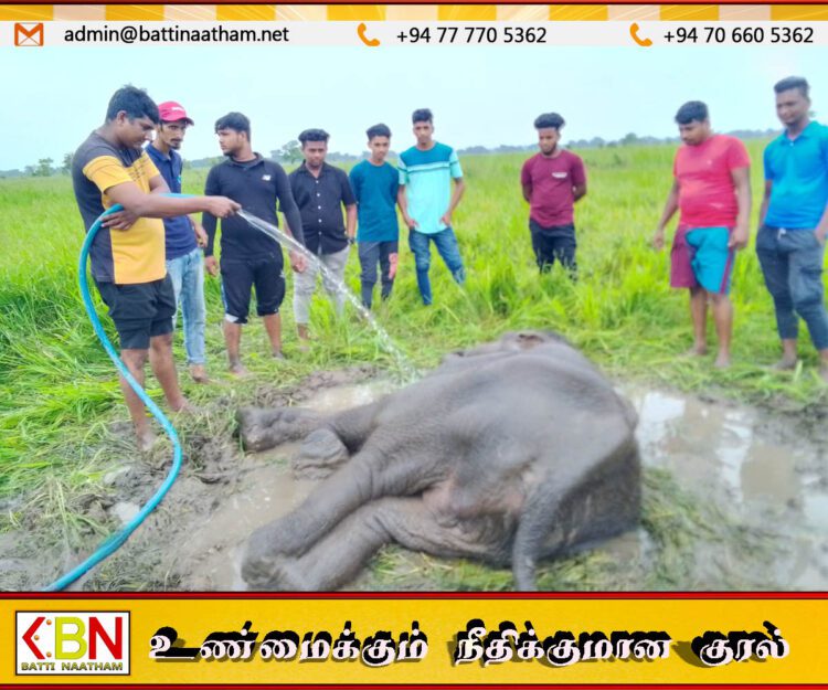 வாகநேரி வயல்வெளிக்குள் நோய்வாய்ப்பட்ட நிலையில் விழுந்து கிடக்கும் யானைக் குட்டி