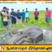 வாகநேரி வயல்வெளிக்குள் நோய்வாய்ப்பட்ட நிலையில் விழுந்து கிடக்கும் யானைக் குட்டி