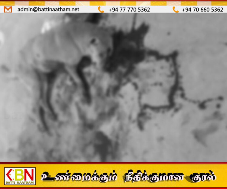 வவுனியா வைத்தியசாலைக்குள் நின்ற நாயை துப்பாக்கியால் சுட்டுப் படுகொலை செய்த பாதுகாவலர்