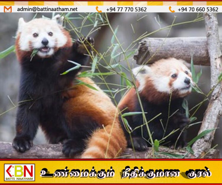 இந்தியாவிற்கு கொண்டுவரப்பட்டுள்ள அரிய வகை சிவப்பு பாண்டா கரடிகள்