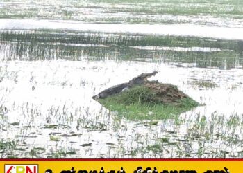 போரதீவு பற்று பகுதிகளில் முதலைகளின் நடமாட்டம் அதிகரிப்பு