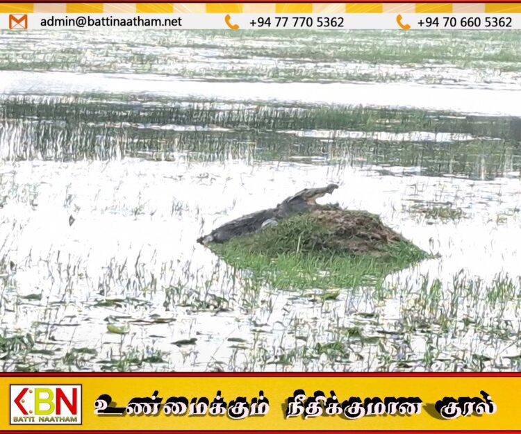 போரதீவு பற்று பகுதிகளில் முதலைகளின் நடமாட்டம் அதிகரிப்பு
