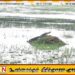 போரதீவு பற்று பகுதிகளில் முதலைகளின் நடமாட்டம் அதிகரிப்பு