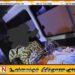 புறக்கோட்டை உணவகம் ஒன்றில் குளிர்பானம் அருந்திய யுவதி சுகயீனமுற்று வைத்தியசாலையில் அனுமதி