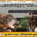 மாணவிக்கு தகாத காணொளிகளை காண்பித்த ஆசிரியை; கட்டுநாயக்க விமான நிலையத்தில் கைது