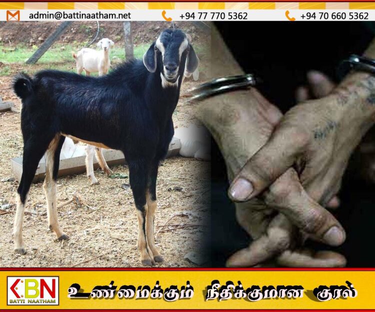 மருதமுனை பகுதியில் ஆடு மற்றும் மோட்டார் சைக்கிள் திருடியவர்கள் கைது