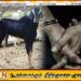 மருதமுனை பகுதியில் ஆடு மற்றும் மோட்டார் சைக்கிள் திருடியவர்கள் கைது