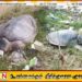 அம்பாறை மாவட்ட பகுதி கடற்கரைகளில் உயிரிழந்த நிலையில் கரை ஒதுங்கும் ஆமைகள்