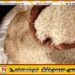 அதிக விலைக்கு அரிசி விற்பனை செய்த 170 வர்த்தகர்கள் மீது நடவடிக்கை