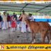 மட்டக்களப்பில் வசதி குறைந்த குடும்பங்களுக்கு பசு வழங்கும் நிகழ்வு