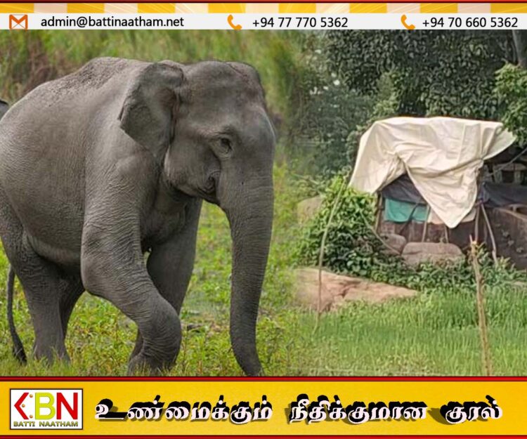 வெல்லாவெளி பிரதேசத்தில் யானைகளால் பாதிக்கப்படும் மக்கள்; வந்து பார்க்க வாகனம் இல்லை என காரணம் கூறும் வனஜீவராசிகள் அதிகாரி