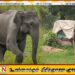 வெல்லாவெளி பிரதேசத்தில் யானைகளால் பாதிக்கப்படும் மக்கள்; வந்து பார்க்க வாகனம் இல்லை என காரணம் கூறும் வனஜீவராசிகள் அதிகாரி