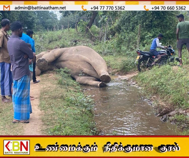 தாந்தாமலை பகுதியில் உயிரிழந்த நிலையில் யானை மீட்பு