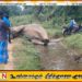 தாந்தாமலை பகுதியில் உயிரிழந்த நிலையில் யானை மீட்பு