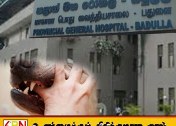 6,000க்கும் மேற்பட்ட நாய், பூனை கடியால் பாதிக்கப்பட்டவர்கள் பதுளை வைத்தியசாலையில் சிகிச்சை