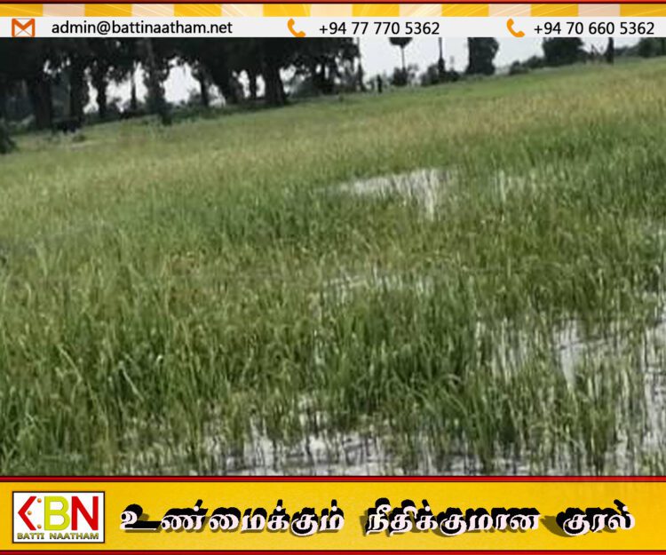 கல் ஓயா கரை இடிந்து விழுந்ததால் நீரில் மூழ்கிய வயல் நிலங்கள்