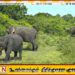வில்பத்து வனப்பகுதியில் யானைகள் விடப்படுவதை கண்டித்து விவசாயிகள் போராட்டம்