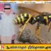 குளவிக்கொட்டுக்கு இலக்காகி பாடசாலை மாணவன் உயிரிழப்பு