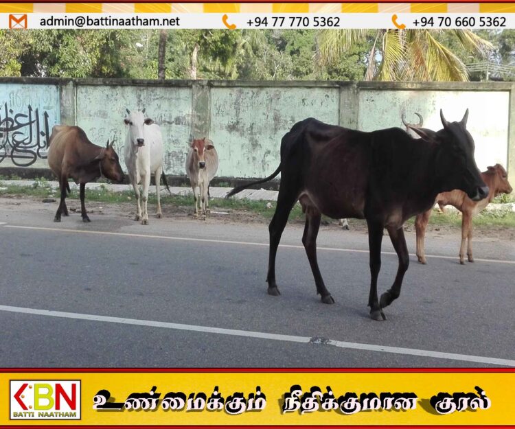 எச்சரிக்கை விடுத்தும் கணக்கெடுக்காத கட்டாக்காலி மாடுகளின் உரிமையாளர்கள்; சட்ட நடவடிக்கைக்கு தயாராகும் வட மாகாண சிரேஷ்ட பிரதிப் பொலிஸ் மா அதிபர்