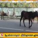 எச்சரிக்கை விடுத்தும் கணக்கெடுக்காத கட்டாக்காலி மாடுகளின் உரிமையாளர்கள்; சட்ட நடவடிக்கைக்கு தயாராகும் வட மாகாண சிரேஷ்ட பிரதிப் பொலிஸ் மா அதிபர்