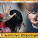 மஸ்கெலிய பகுதியில் 15 வயது சிறுமி துஷ்பிரயோகம்; குடும்பஸ்தருக்கு விளக்கமறியல்