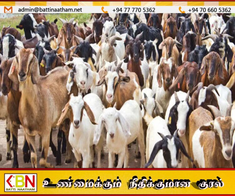 ஒன்பது கோடி ரூபாய் செலவில் தொடங்கப்பட்ட ஆடுவளர்ப்பு திட்டத்தில் 23 ஆடுகள்