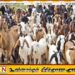 ஒன்பது கோடி ரூபாய் செலவில் தொடங்கப்பட்ட ஆடுவளர்ப்பு திட்டத்தில் 23 ஆடுகள்