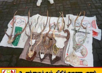 கொம்புகளுடன் பாடசாலை மாணவன் உட்பட நால்வர் கைது