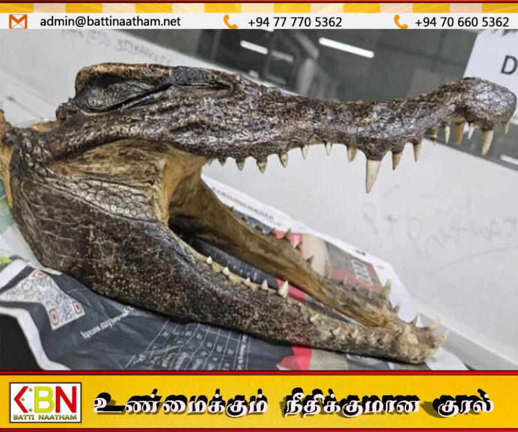 முதலை மண்டையுடன் டில்லி விமான நிலையத்துக்கு சென்ற பயணி கைது