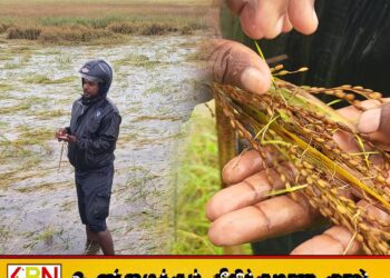 மட்டக்களப்பில் விளைந்த நெல்லை அறுவடை செய்யவிடாது தடுத்தவர்களே நஷ்டத்தை தர வேண்டும்