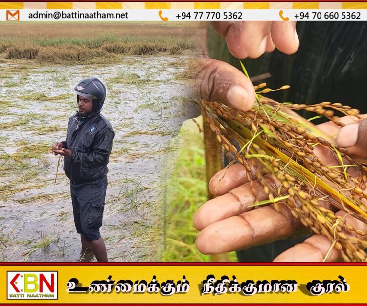 மட்டக்களப்பில் விளைந்த நெல்லை அறுவடை செய்யவிடாது தடுத்தவர்களே நஷ்டத்தை தர வேண்டும்