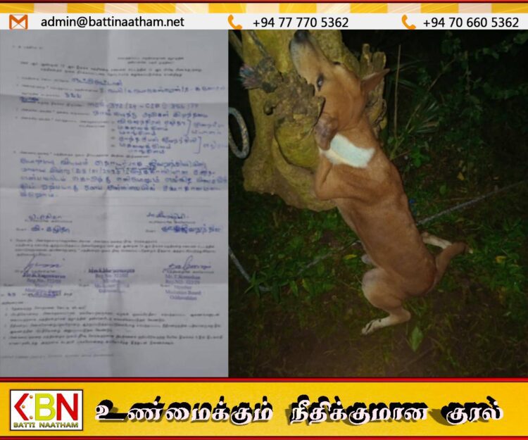 ஆடுகளை பிடித்த நாய்க்கு மரண தண்டனை; ஒட்டுசுட்டான் மத்தியஸ்த சபை மீது எழுந்துள்ள கண்டனம்
